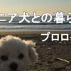 シニア犬との暮らし～プロローグ