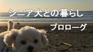 シニア犬との暮らし～プロローグ