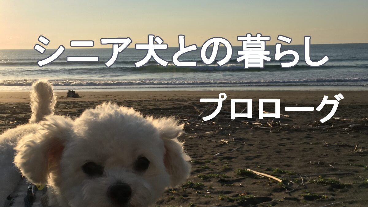 シニア犬との暮らし～プロローグ