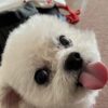 ペロリと舌を出す犬