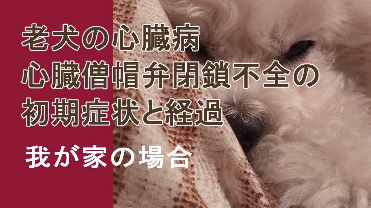 心臓僧帽弁閉鎖不全の初期症状と経過