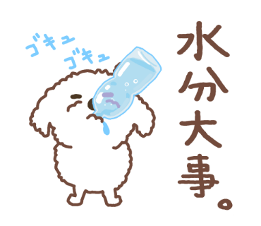 水を飲む犬