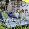 犬とキャンプの始め方