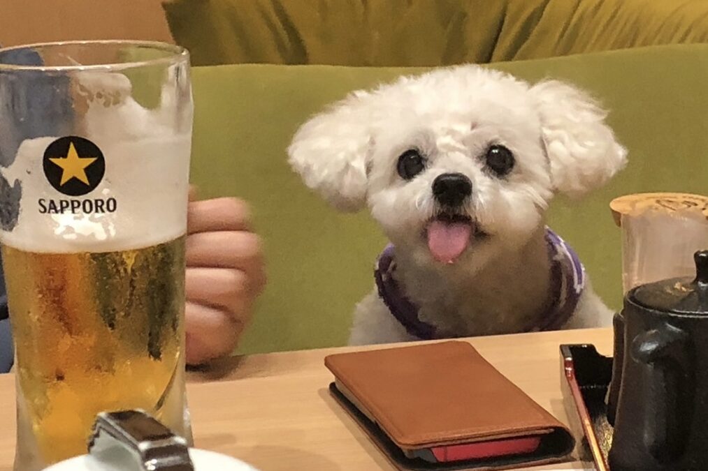 ビールとわんこ