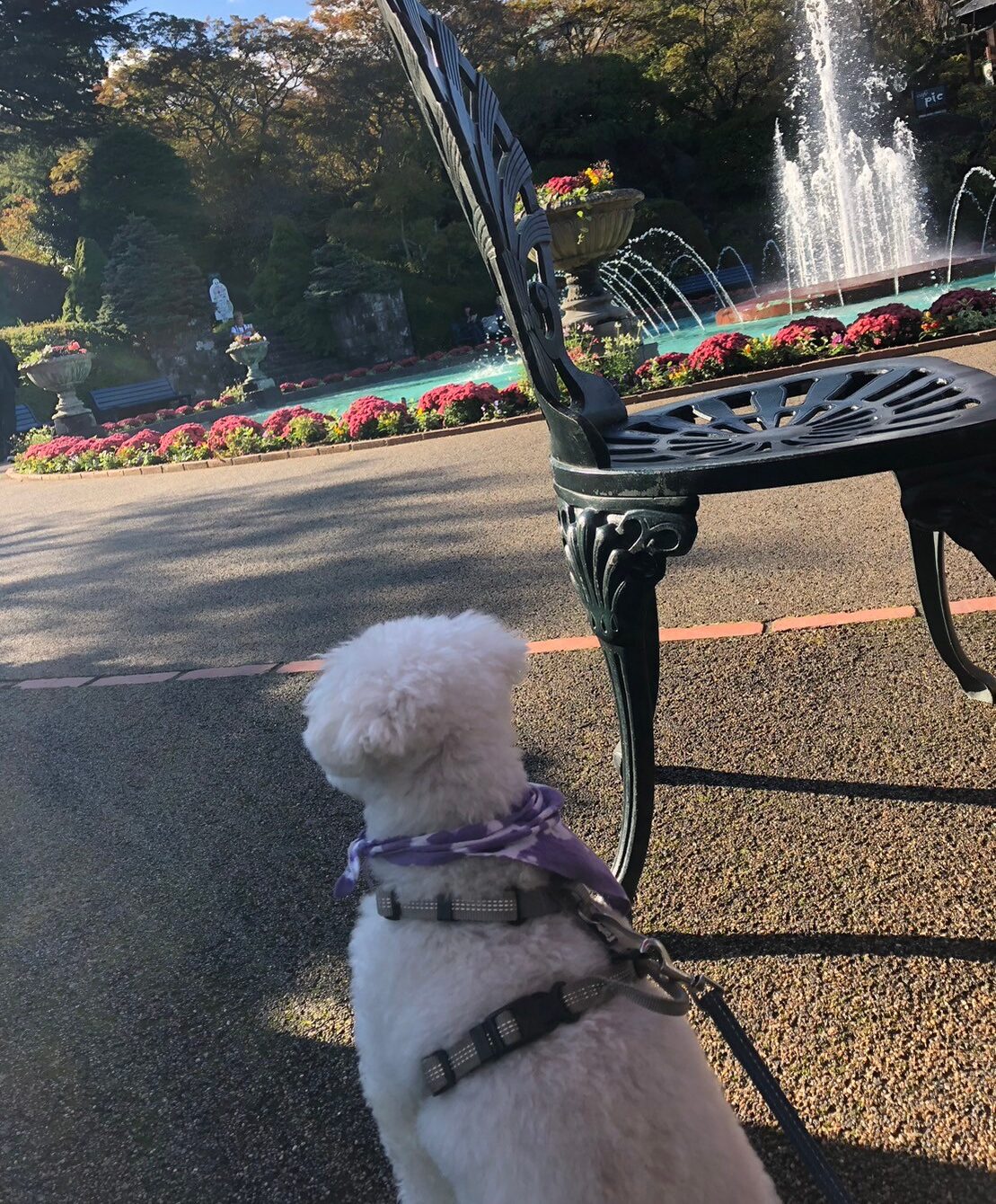 強羅公園とわんこ