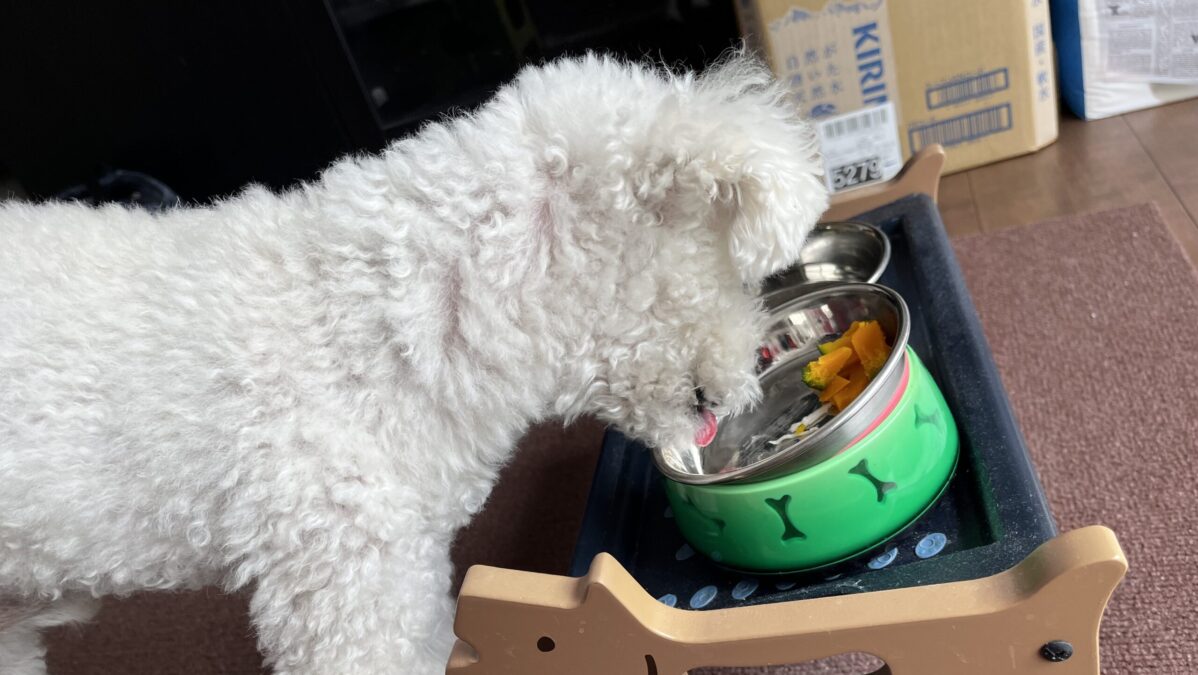 ごはんをバク食いする犬