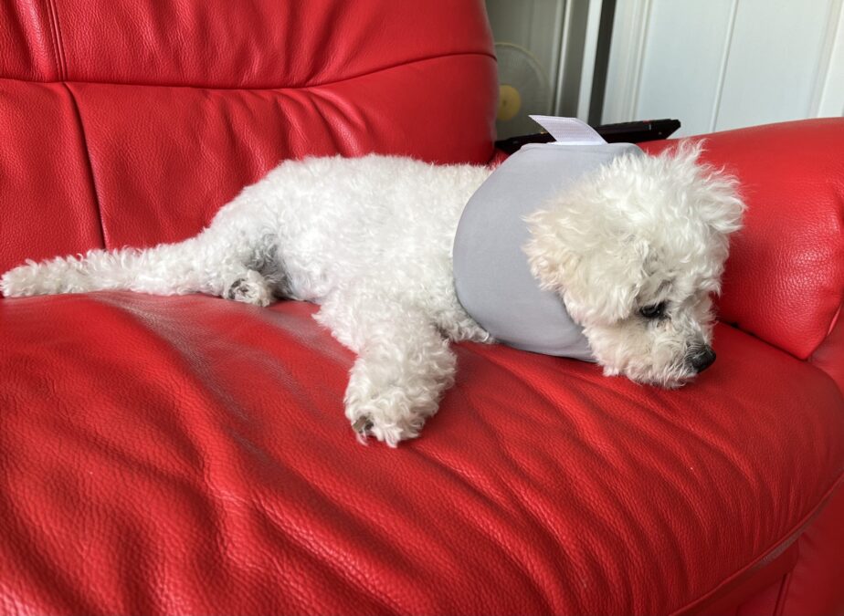 コルセットを装着したての犬