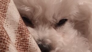 寝る犬