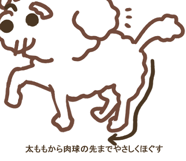 後ろ足のマッサージ