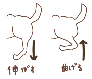 犬の脚の曲げ伸ばし解説図