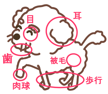 犬の身体の変化