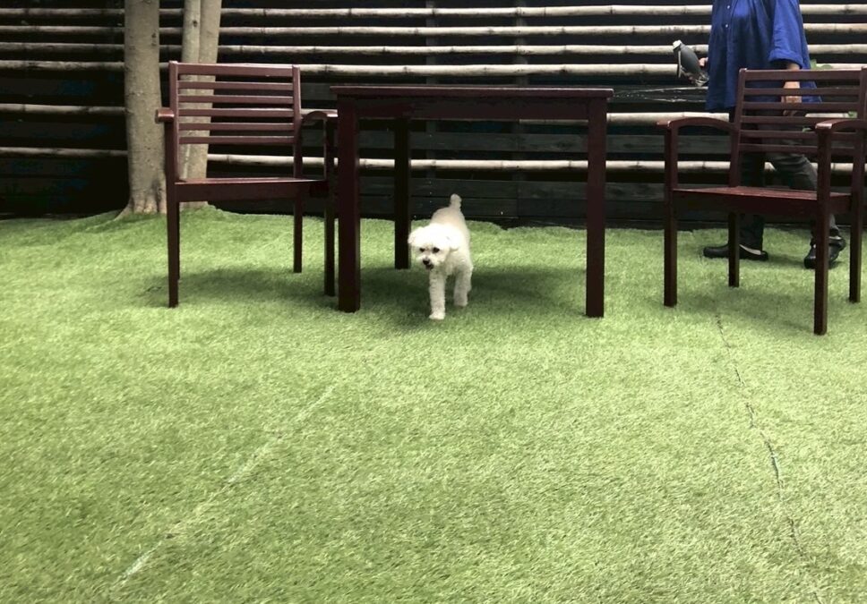 つわぶきのドッグラン