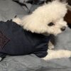 懐の犬用作務衣を着た白い犬