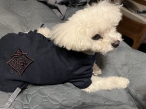 懐の犬用作務衣を着た白い犬