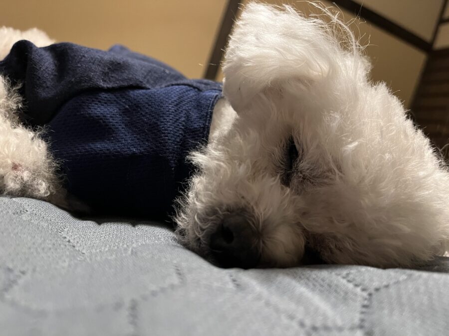 懐ですやすや~